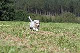 BERGER AUSTRALIEN PUPPIES 053